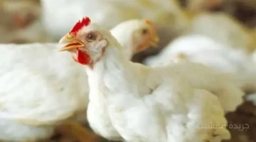 قفزة جديدة.. أسعار الفراخ البيضاء والبلدي اليوم وتطورات بورصة الدواجن للمستهلك 1